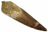 Fossil Plesiosaur (Zarafasaura) Tooth - Morocco #354706-1